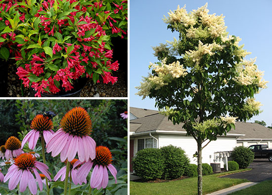 Various landscaping images